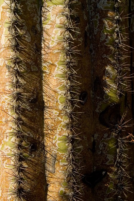 Saguaro Textures, II