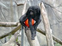 Bonobo