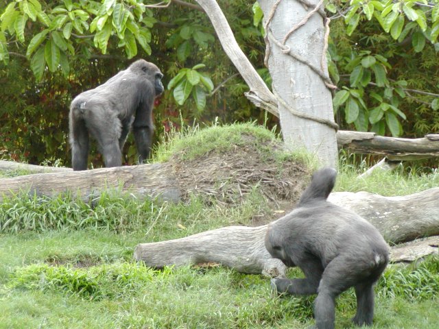 Gorillas