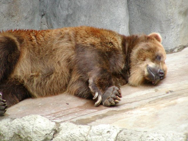 Sleepy bear