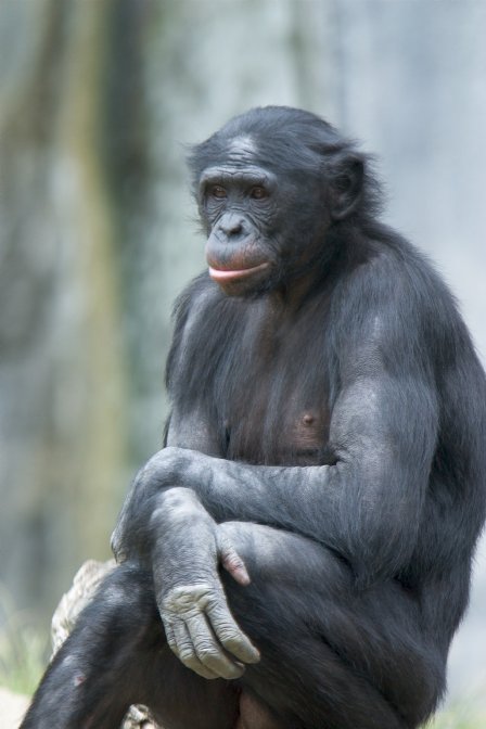 Seated Bonobo