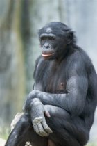 Seated Bonobo