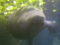 Manatee