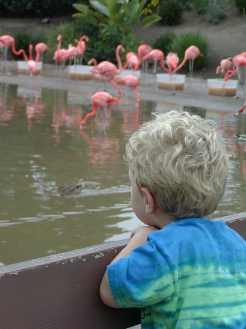 Timothy watches the flamingos