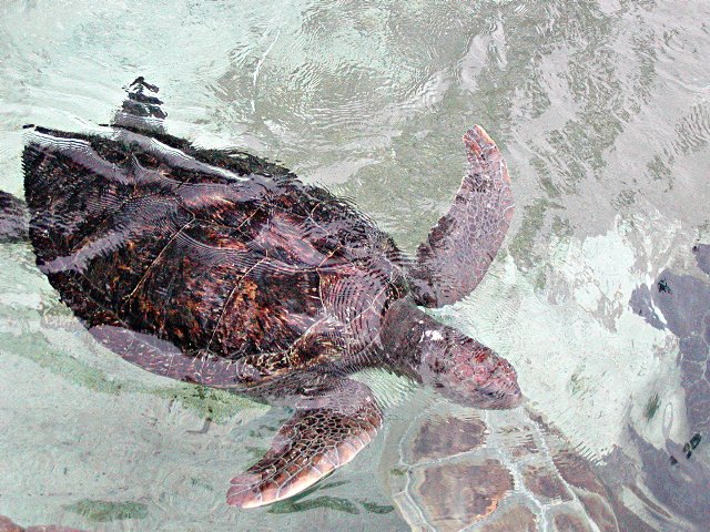 Turtle