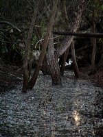 Dark Still Creek