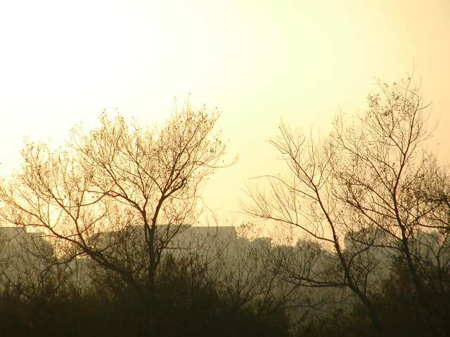 Sunset, Trees, Buildings