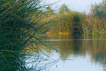 Reedy pond
