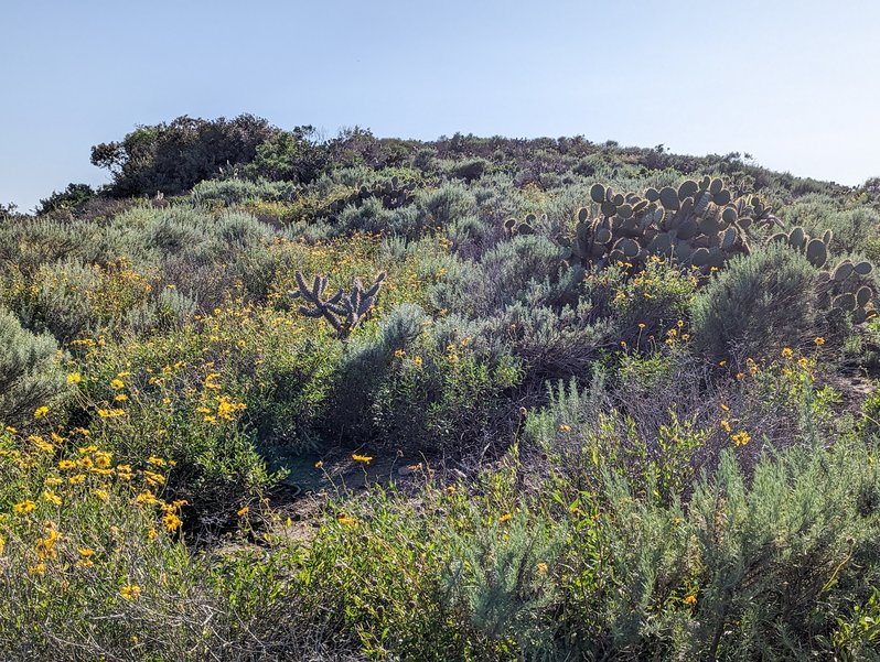 California coast sunflowers in the UC Irvine Ecological Preserve, among other coastal sage scrub including a cholla and patches of prickly pear