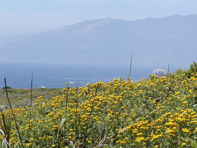 Floral vista