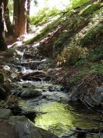 Redwood stream