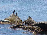 Cormorants and Harbor Seal