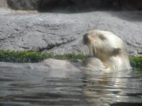 Another Sea Otter