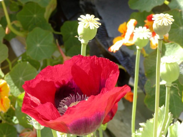 Red Poppy and Nasturtiums