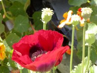 Red Poppy and Nasturtiums