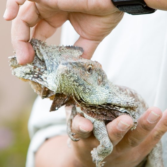 Frilled Lizard, I