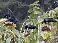 Crows and sunflowers, II