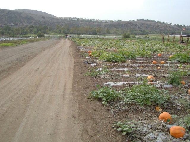 Dirt road