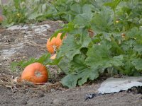 Pumpkin plant