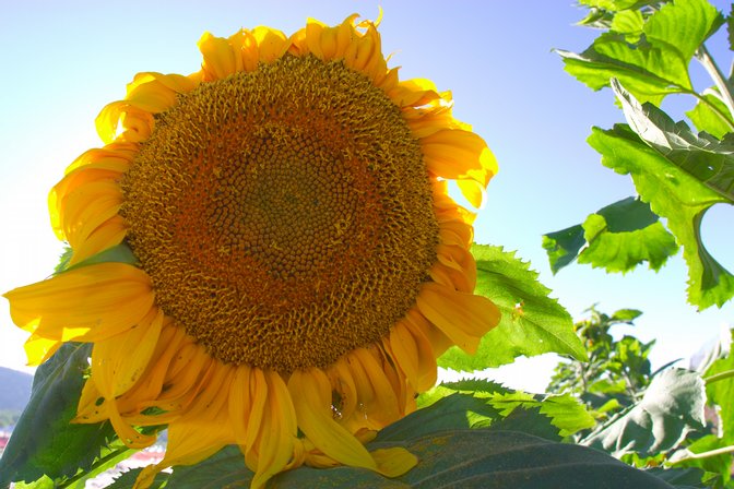 Sunflower, III