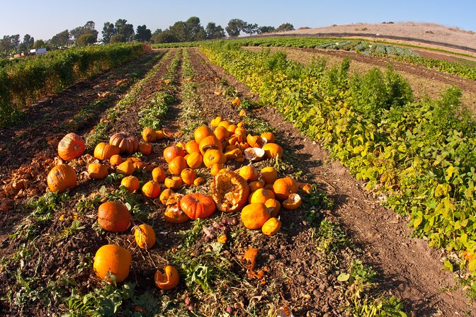 Rotten Pumpkin Pile