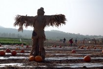 Behind the scarecrow, II