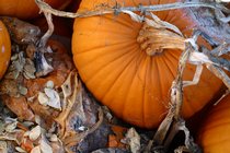 Pumpkins, III