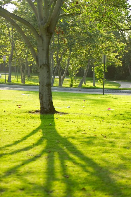 Tree And Shadow