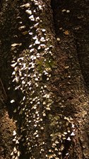 Imperial Garden Tree Fungi