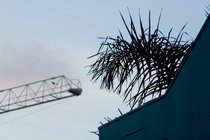 Palm And Crane
