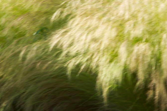 Blurred Grasses