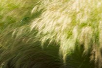 Blurred Grasses
