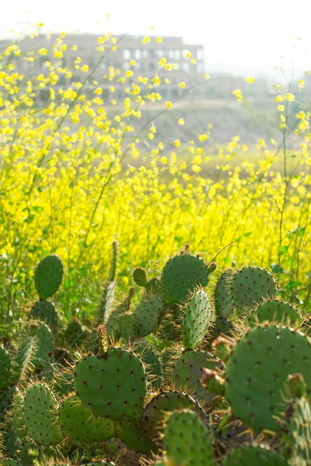 Cactus And Mustard, III