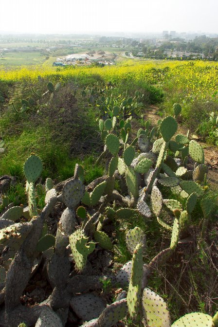Cactus Mustard Vista