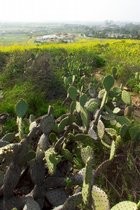 Cactus Mustard Vista