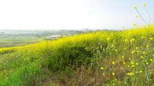 Mustard Hillside Vista