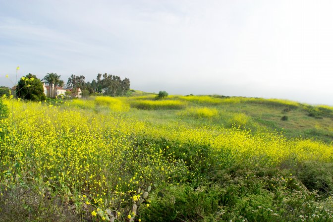 Mustard Hillside With House