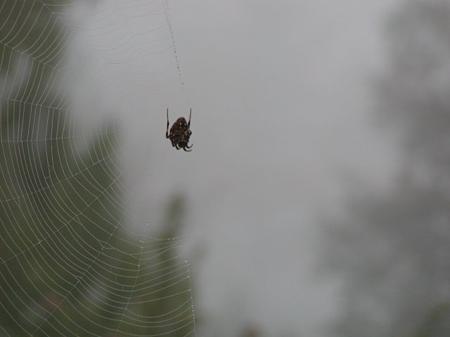 Another spiderweb