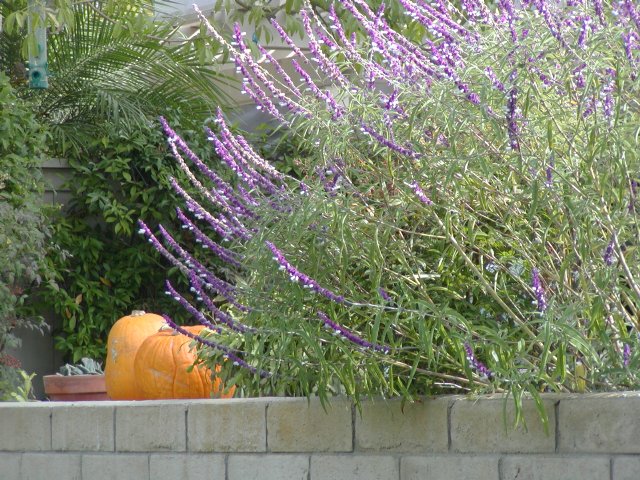 Lavender and pumpkins