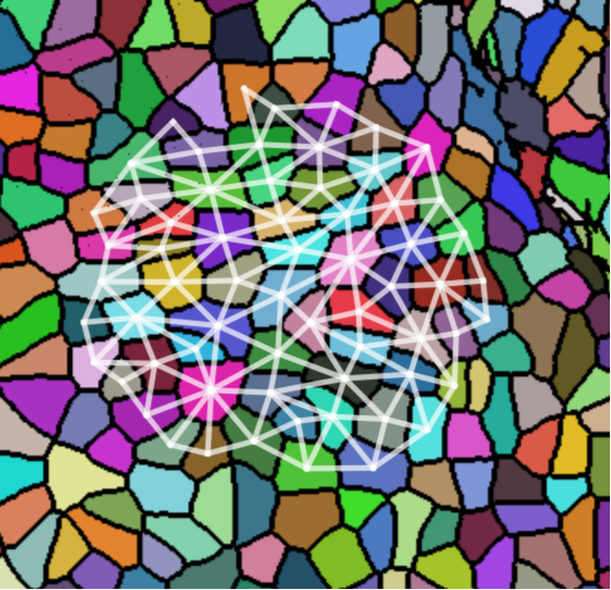 fig: Left: a microscope image of the SAM of a mutant Arabidopsis specimen. Right: the same specimen, with separate cells false-colored and an example extracted cell neighborhood graph overlaid.