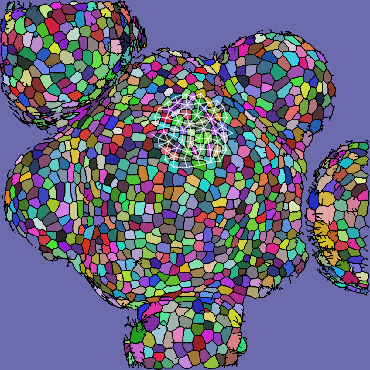 fig: Left: an example of a segmentation of a TRM678 mutant shoot apical meristem. Right: the same, but for a wild-type SAM. Both images are false-colored, with random colors per cell. Additionally each image also has an example morphological graph overlaid, with edges colored in white.