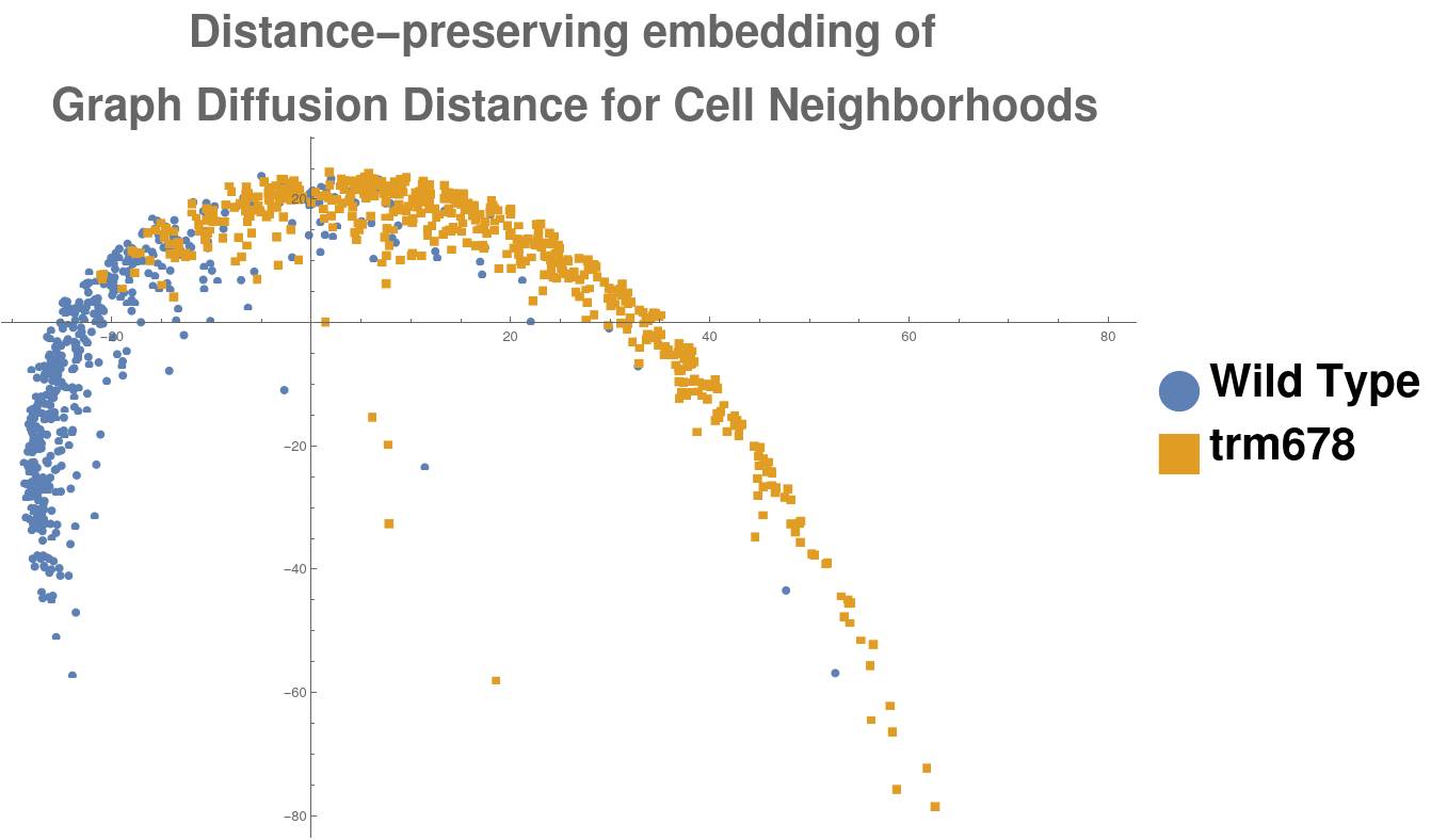 A distance-preserving embedding in 2D of diffusion distances between morphological graphs. Each point represents one morphological graph, and graphs are colored according to origin. This embedding reveals that the typical distance between morphological graphs of the same type is small, and the typical distance between morphological graphs of different types is large.