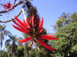 Erythrina Flower
