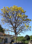 Tabebuia Tree