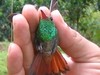 Holding a green hummingbird